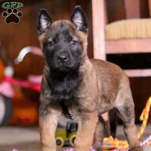 Blaze, Belgian Malinois Puppy